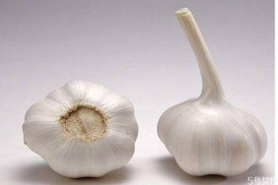 ​大蒜发芽了还可以吃吗 为什么大蒜吃起来好辣