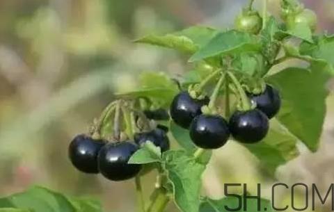 龙葵果可以治疗近视眼吗?龙葵果可以泡水喝吗 龙葵果可以治疗近视眼吗?龙葵果可以泡水喝吗