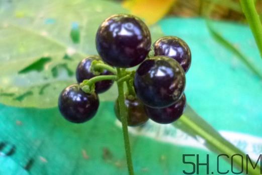 龙葵果可以治疗近视眼吗?龙葵果可以泡水喝吗 龙葵果可以治疗近视眼吗?龙葵果可以泡水喝吗