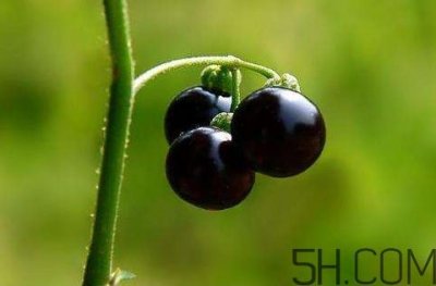 ​龙葵果可以治疗近视眼吗？龙葵果可以泡水喝吗