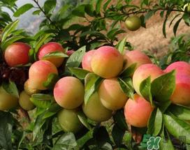 梅子什么时候成熟?梅子几月份成熟? 梅子什么时候成熟?梅子几月份成熟?