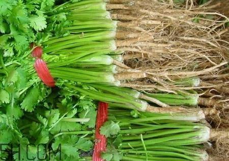 香菜根煮水能治湿疹吗？香菜根煮水孕妇能喝吗？