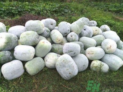 ​冬瓜上的白色是什么东西?冬瓜皮上的白霜能吃吗