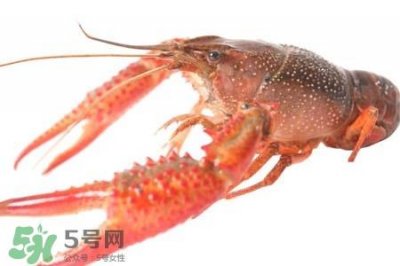 ​如何挑选小龙虾？买小龙虾怎么挑选？