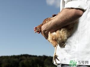 鸡腰子能吃吗?吃鸡腰子有什么好处 鸡腰子能吃吗?吃鸡腰子有什么好处