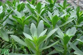 救心菜可以泡茶喝吗?救心菜能泡水喝吗? 救心菜可以泡茶喝吗?救心菜能泡水喝吗?