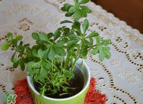 救心菜可以泡茶喝吗?救心菜能泡水喝吗? 救心菜可以泡茶喝吗?救心菜能泡水喝吗?