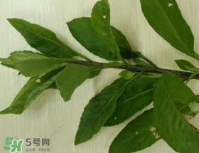 救心菜可以泡茶喝吗?救心菜能泡水喝吗? 救心菜可以泡茶喝吗?救心菜能泡水喝吗?