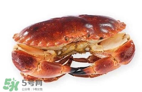 面包蟹是黄道蟹吗?黄道蟹和面包蟹一样吗 面包蟹是黄道蟹吗?黄道蟹和面包蟹一样吗