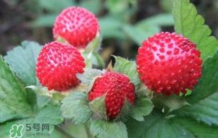 蛇莓是野草莓吗?蛇莓和野草莓的区别 蛇莓是野草莓吗?蛇莓和野草莓的区别