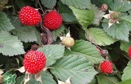 蛇莓是野草莓吗?蛇莓和野草莓的区别 蛇莓是野草莓吗?蛇莓和野草莓的区别