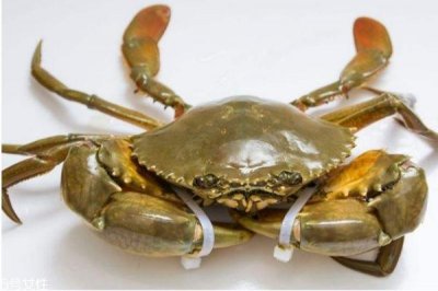 ​三门青蟹怎么挑选 青蟹判断是否鲜活小诀窍