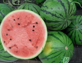 西瓜籽怎么种植？西瓜籽能种出西瓜吗？