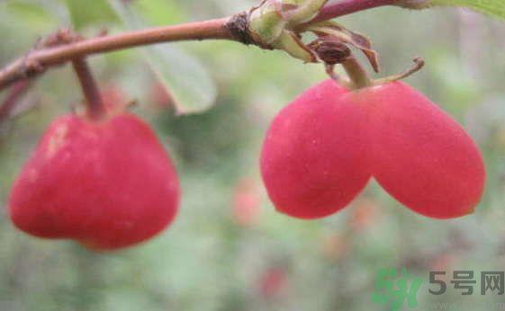 杈杷果好吃吗?杈杷果的营养价值与功效 杈杷果好吃吗?杈杷果的营养价值与功效