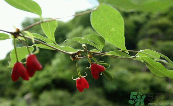 杈杷果好吃吗?杈杷果的营养价值与功效 杈杷果好吃吗?杈杷果的营养价值与功效