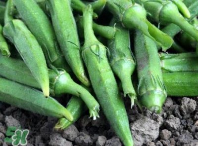 ​羊角豆不能和什么一起吃_羊角豆和什么食物相克