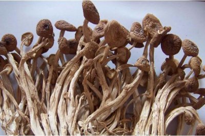 ​茶树菇会过敏吗 茶树菇过敏有何症状