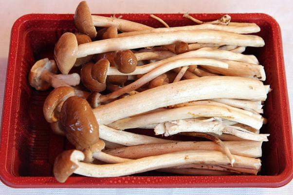 茶树菇会过敏吗 茶树菇过敏有何症状 茶树菇会过敏吗 茶树菇过敏有何症状