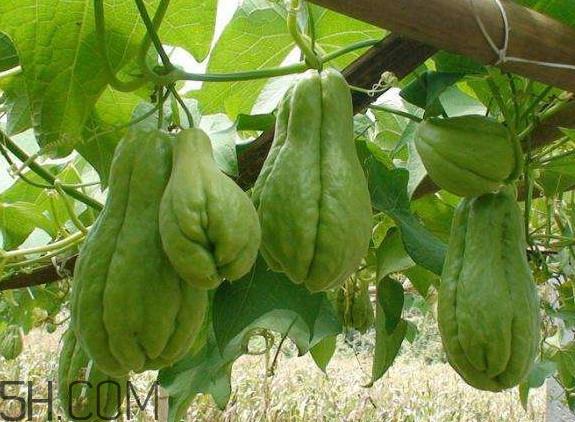 佛手柑是佛手瓜吗?佛手柑和佛手瓜的区别 佛手柑是佛手瓜吗?佛手柑和佛手瓜的区别