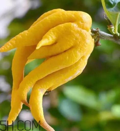 佛手柑是佛手瓜吗?佛手柑和佛手瓜的区别 佛手柑是佛手瓜吗?佛手柑和佛手瓜的区别