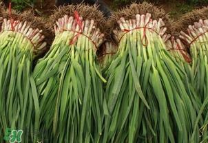 蒜苗烂根发黄怎么办?蒜苗容易烂怎么办? 蒜苗烂根发黄怎么办?蒜苗容易烂怎么办?