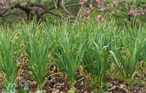 蒜苗烂根发黄怎么办?蒜苗容易烂怎么办? 蒜苗烂根发黄怎么办?蒜苗容易烂怎么办?