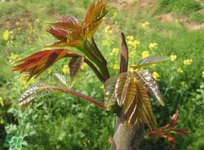 香椿能插活吗?香椿树枝能插活吗? 香椿能插活吗?香椿树枝能插活吗?