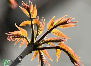 香椿能插活吗?香椿树枝能插活吗? 香椿能插活吗?香椿树枝能插活吗?