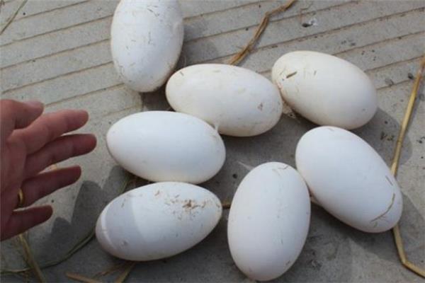 鹅蛋怎么保存 鹅蛋存放方法 鹅蛋怎么保存 鹅蛋存放方法