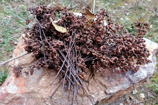 拐枣多少钱一斤 拐枣是水果吗 拐枣多少钱一斤 拐枣是水果吗