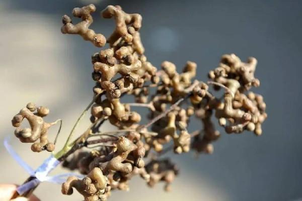 拐枣多少钱一斤 拐枣是水果吗 拐枣多少钱一斤 拐枣是水果吗