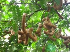 吃酸角有什么好处?酸角的功效与作用 吃酸角有什么好处?酸角的功效与作用