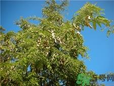 吃酸角有什么好处?酸角的功效与作用 吃酸角有什么好处?酸角的功效与作用