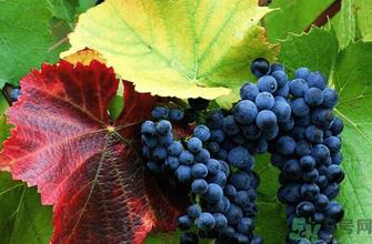 玫瑰香葡萄营养价值 玫瑰香葡萄的功效与作用 玫瑰香葡萄营养价值 玫瑰香葡萄的功效与作用