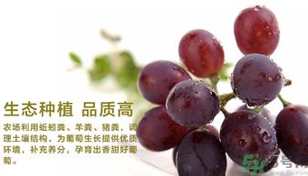 玫瑰香葡萄营养价值 玫瑰香葡萄的功效与作用 玫瑰香葡萄营养价值 玫瑰香葡萄的功效与作用