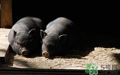 猪肉变黑了怎么回事?猪肉变黑变黑了还能吃吗 猪肉变黑了怎么回事?猪肉变黑变黑了还能吃吗