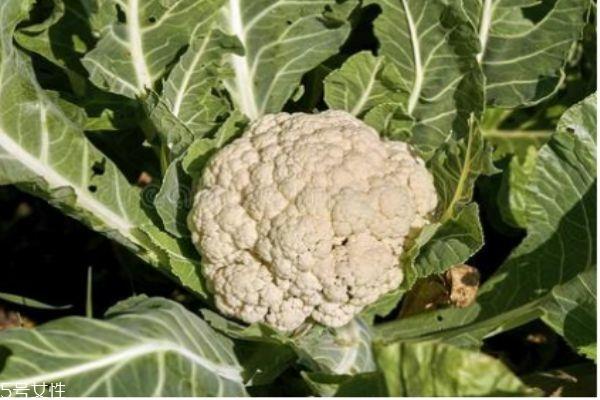 花椰菜有什么营养价值呢 吃花椰菜有什么好处呢 花椰菜有什么营养价值呢 吃花椰菜有什么好处呢