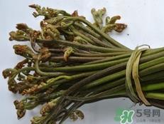 猫爪菜的营养价值_猫爪菜的功效与作用及食用方法 猫爪菜的营养价值_猫爪菜的功效与作用及食用方法