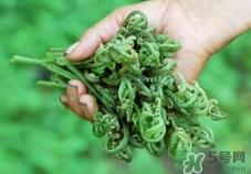 猫爪菜的营养价值_猫爪菜的功效与作用及食用方法 猫爪菜的营养价值_猫爪菜的功效与作用及食用方法