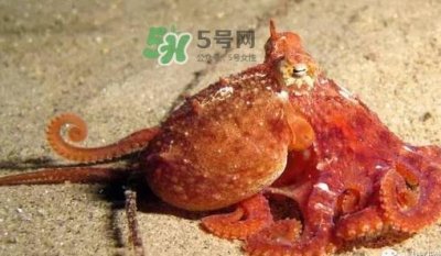 ​章鱼有牙齿吗？章鱼天敌是什么