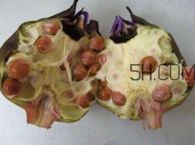 ​芡实有什么作用？芡实是哪里的特产