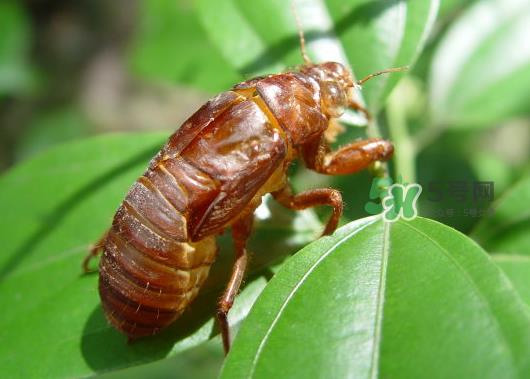 知了壳能泡水喝吗？知了壳煮水治什么？