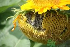 葵瓜子的营养价值 葵瓜子的功效与作用