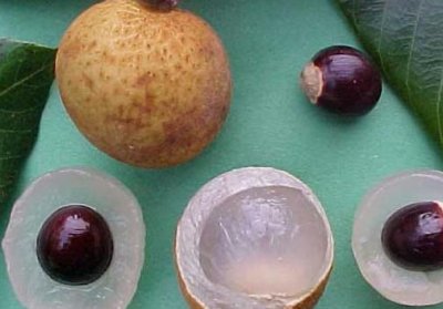 ​龙眼和黄皮可以一起吃吗？黄皮能和龙眼一起吃吗