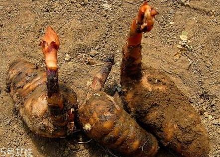 红天麻好还是白天麻好 二者区别 红天麻好还是白天麻好 二者区别