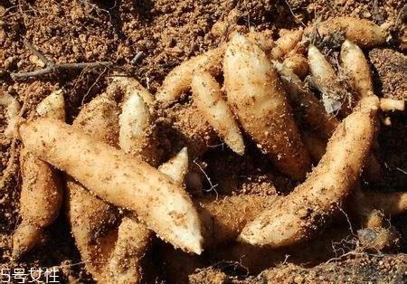 红天麻好还是白天麻好 二者区别 红天麻好还是白天麻好 二者区别