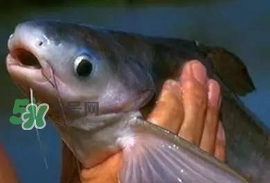 巴沙鱼有刺吗?巴沙鱼有寄生虫吗 巴沙鱼有刺吗?巴沙鱼有寄生虫吗