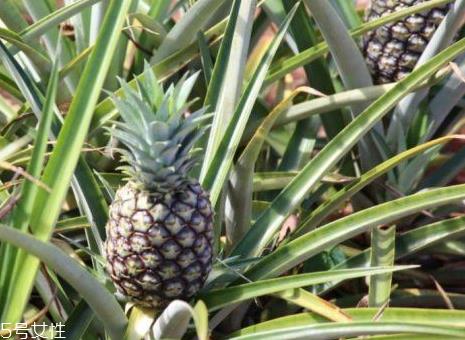 都乐菠萝是哪里产的 都乐菠萝怎么切 都乐菠萝是哪里产的 都乐菠萝怎么切