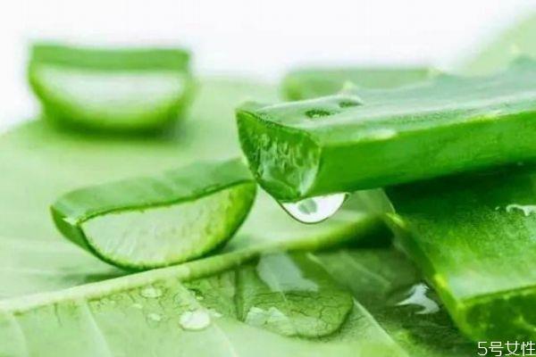 芦荟胶早上用还是晚上用 晚上芦荟胶涂脸的正确用法 芦荟胶早上用还是晚上用 晚上芦荟胶涂脸的正确用法