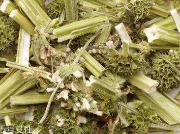 益母草是中药吗 益母草是中药 益母草是中药吗 益母草是中药